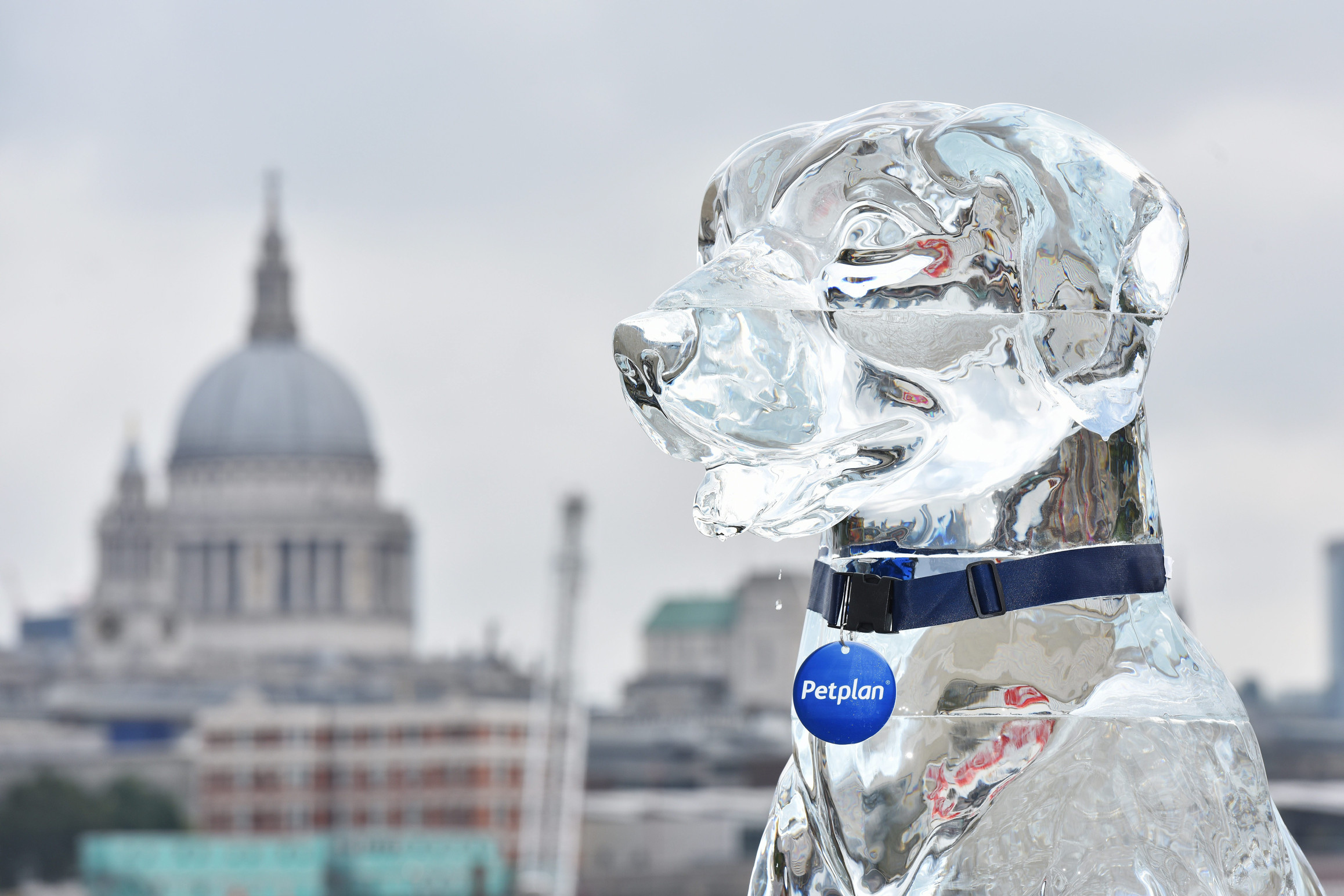 Ice Dog Ice Sculpture - Pet Plan UK - Southbank